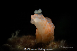 Nudibranch Gymnodoris sp. by Oksana Maksymova 